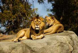 Lav ubio čuvara u Zoološkom vrtu u Japanu