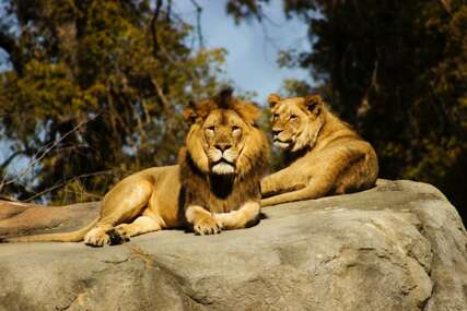 Lav ubio čuvara u Zoološkom vrtu u Japanu