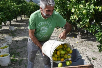 Sanitarna inspekcija zabranila uvoz mandarina iz Hrvatske, naređeno njeno uništavanje