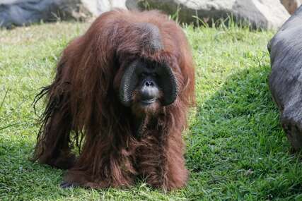Najstariji orangutan na Baliju proslavio 46. rođendan (FOTO)
