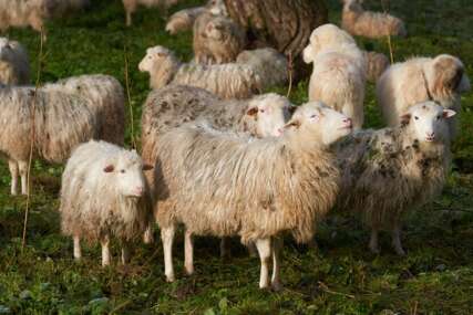 Ovce u Grčkoj pojele 100 kg kanabisa, pastir primijetio čudno ponašanje u stadu