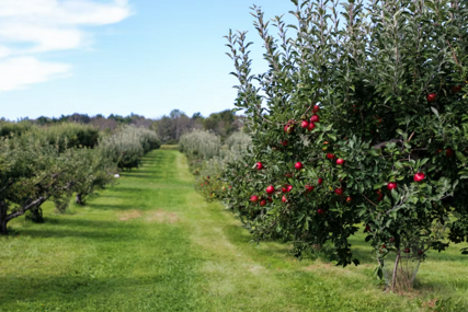 Vrijeme je za zaštitu voćki: Čime tretirati šljive, trešnje i višnje?