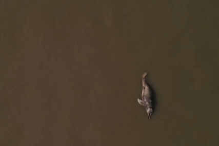 Masovno izumiranje u brazilskom Amazonu: Uginulo 150 delfina!