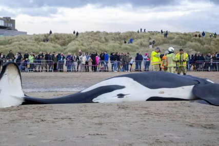 Jedna tužna vijest: Orka se nasukala na obalu i uginula