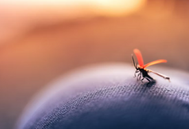 Vječno pitanje: Zašto komarci napadaju neke osobe, a neke ne?