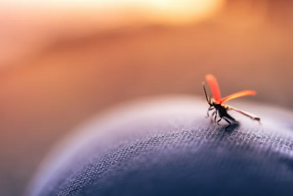 WHO: Komarci koji šire denga groznicu uskoro će postati endemični u Evropi, SAD-u i Africi