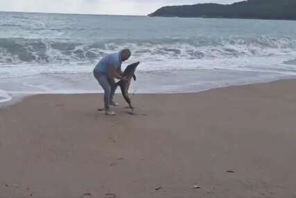Na plažu u Crnoj Gori jugo izbacilo mladog delfina: Čini se da se odvojio od mame (VIDEO)