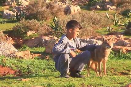 Dječak pripitomio vuka i sada zajedno čuvaju ovce: Napada samo onog ko želi nauditi porodici ili njihovom stadu (VIDEO)