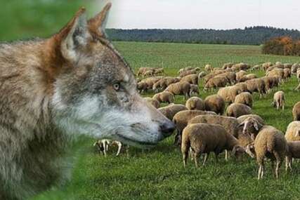 Bosanski Petrovac: Vukovi upali u tor i rastrgali ovce