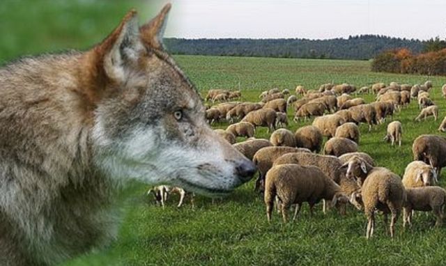 vuk i ovce