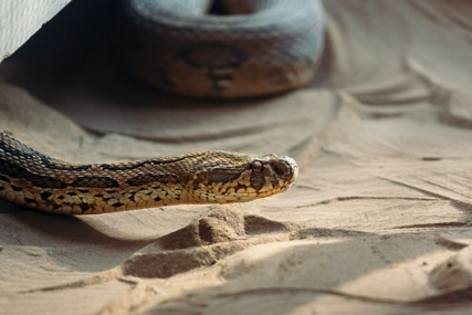 Deset mitova o zmijama u koje ljudi vjeruju, iako je dokazano da oni nisu tačni