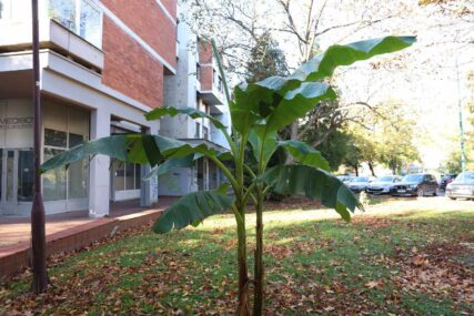 Stablo banane prkosi bojama jeseni u sred Sarajeva? (FOTO)