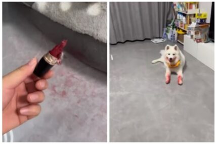Urnebesni snimak: Pas ukrao vlasnici karmin, pa namazao usta i šape