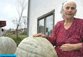 Nana iz Cazina uzgaja bundeve teške i do 50 kilograma (VIDEO)