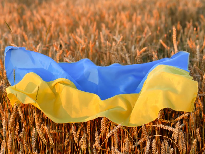 Pšenica u Ukrajini