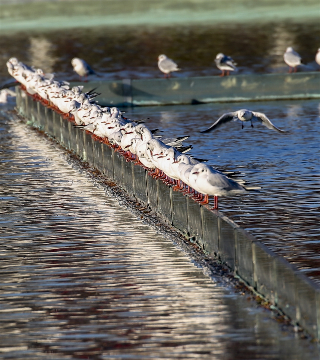 FOTO: AA