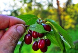 Zbog čega su plodovi drijena tako ljekoviti?