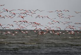 U Mumbaiju zabilježeno uginuće najmanje 39 flamingosa nakon što je na njih naletio avion
