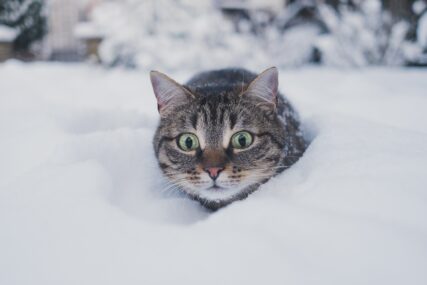 Mačak je prvi put izašao na snijeg, evo kako je reagovao
