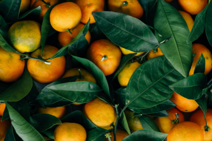 Šta se dešava? Bosna i Hercegovina opet zabranila uvoz mandarina