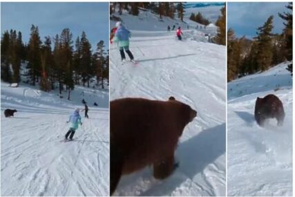 Skijaš snimio zastrašujuću scenu: Izbjegao sudar s medvjedom na stazi (VIDEO)