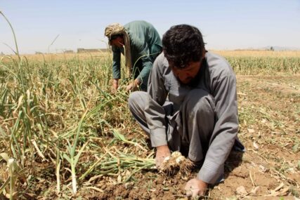 UN: Afganistan više nije najveći proizvođač opijuma