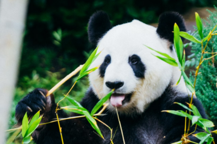 Jedine velike pande u Britaniji vraćene u Kinu