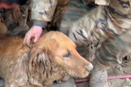 Pas je 30 sati bio zarobljen u ruševinama u Kini, pogledajte momenat spašavanja