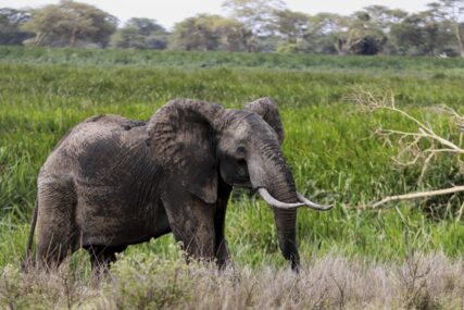 Jako tužan prizor: Desetine slonova uginule od žeđi zbog suše