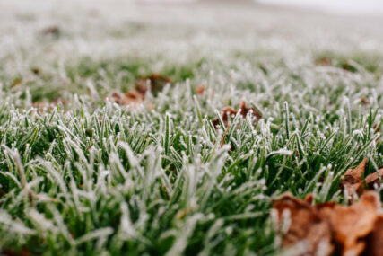 Njega travnjaka zimi: Šta kada je prevelika vlaga?