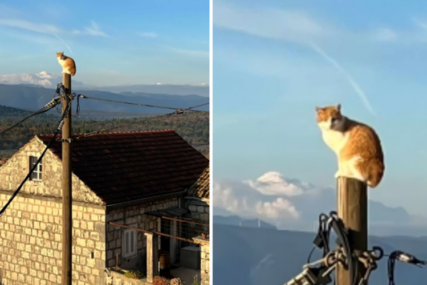 Ova mačka u Dubrovniku imala je najluđi doček i najbolje jutro u novoj godini