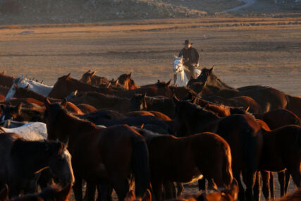 Divlji konji atrakcija na padinama Erciyesa (FOTO)