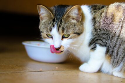 Šta mačke ne smiju jesti