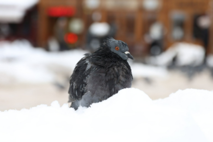 Kako i kojom hranom zimi hraniti vrapce, golubove?
