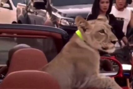 VIRALNI SNIMAK: Po ulicama Tajlanda vozio mladunče lava, uhapšena vlasnica životinje