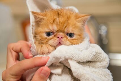 Koliko često mačke treba kupati?