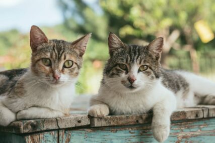 Znate li zašto mačke predu?