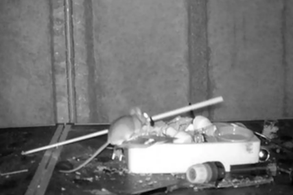 Nevjerojatan video: Pogledajte kako miš posprema stvari u šupi