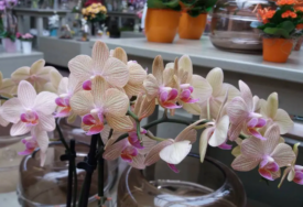 Održite orhideju što duže u životu: Evo čime je možete zalijevati umjesto vodom