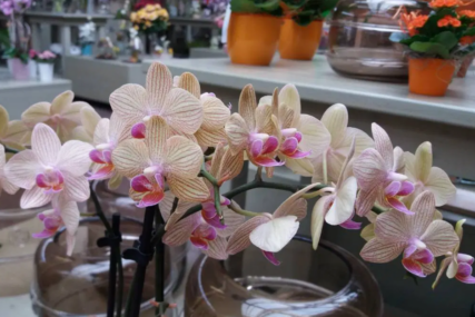 Sačuvajte orhideju tokom zime uz pravilnu njegu