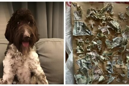 Pas pojeo 4000 dolara koje je našao u koverti, vlasnici lijepili novčanice