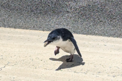Odgodili let zbog pingvina koji je zalutao na pistu na novozelandskom aerodromu