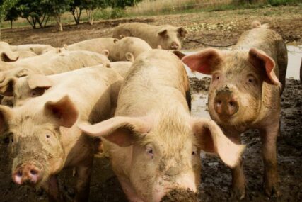 Potvrđen prvi slučaj afričke svinjske kuge na području ZDK