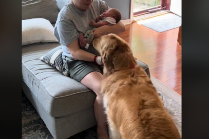TikTok video pokazao da su zlatni retriveri najbolji porodični psi