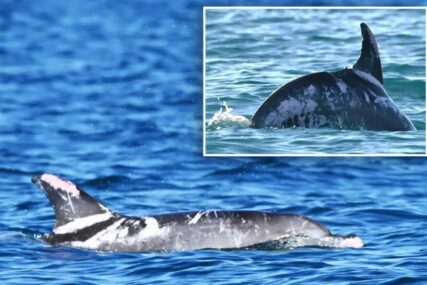 Otkriven jedan od najneobičnijih delfina: Istraživače ostavio u čudu