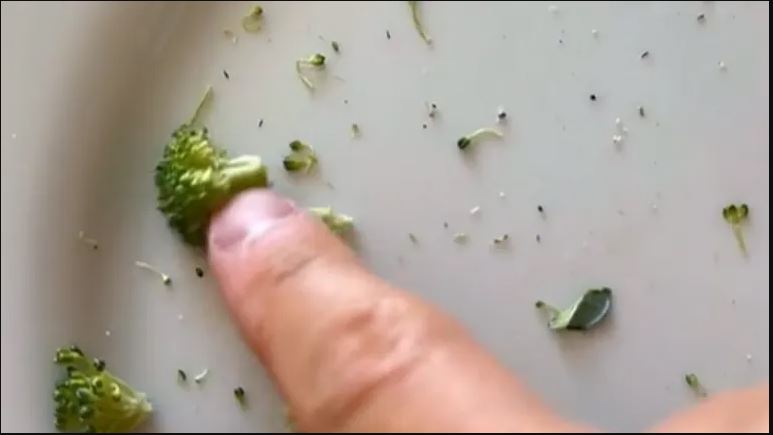 insekti u brokuli