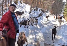 Omanović ima 18 koza, jedu bijeli luk i žive kao 'gospođe' (VIDEO)