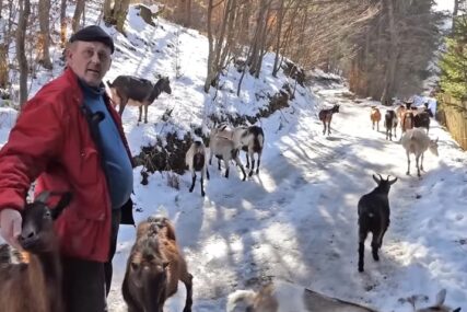 Omanović ima 18 koza, jedu bijeli luk i žive kao 'gospođe' (VIDEO)