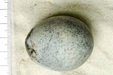 Pronađeno nevjerovatno očuvano jaje iz rimskog doba. Još uvijek sadrži žumance i bjelance (VIDEO)