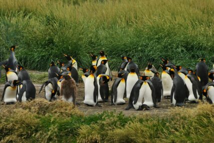 Neke vrste pingvina s jednim partnerom ostaju cijeli život